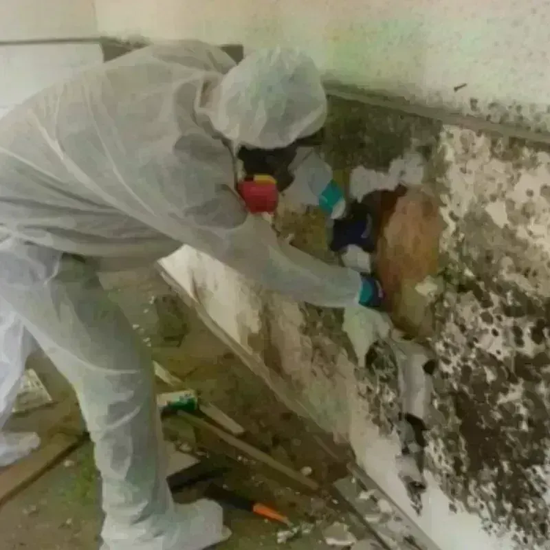 Mold Remediation and Removal in Lorain, OH